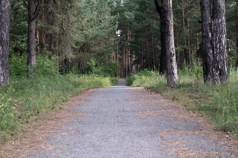 The old paved path along the pine forest is strewn with pine needles Stock Photos