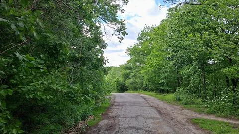 An old paved path winds through a green forest Фото