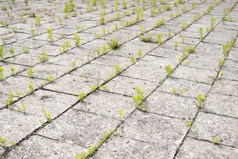 Old pavement grass Stock Photos