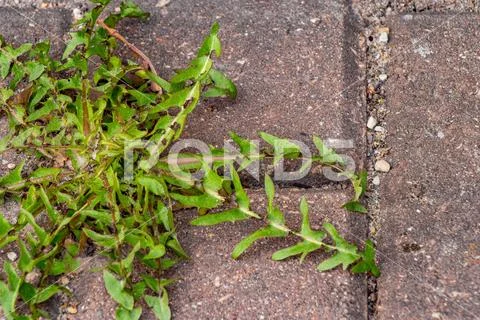 Old pavement with weeds in the park. Moss and weeds on the pavement ...