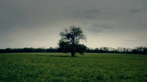 The old pear in center of the field Stock Footage 34380921