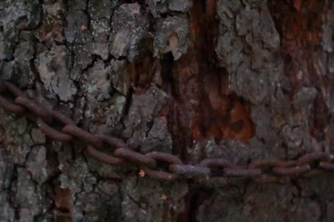 Old pear tree bark with rusty chain Stock Photos