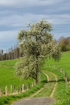 Old pear tree that has probably seen a lot in full bloom Stock Photos