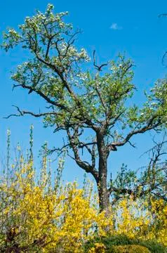 Old pear tree Stock Photos