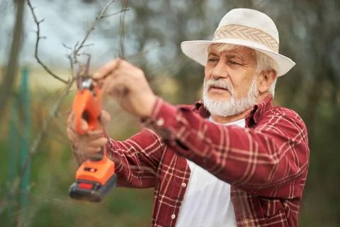 Old peasant cutting tree branches in orchard. Stock Photos