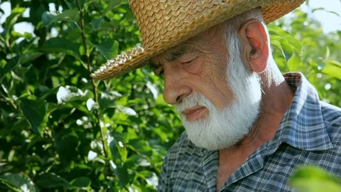 The old peasant stood by the tree and looked at him. Farmer with beard in a hat Stockbeeldmateriaal 77803904