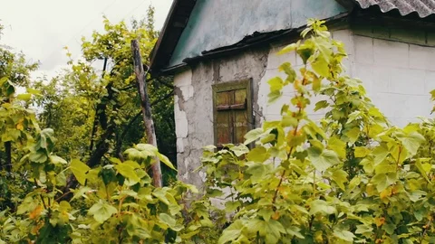 Old peeling house next to the grow currant bushes Stock Footage