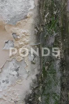 Old peeling wall, with fungi and mold Stock Photos