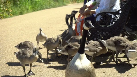 Old People Sitting on Park Bench and Feeding Bread To Brown Geese in Park Stock Footage 96693136