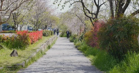 Old people walking without any masks in osaka, japan, 8.3.2020 during cherry Stock Footage 106649048