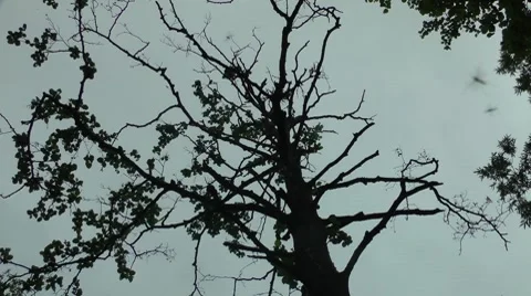 Old perishing tree Stock Footage 8524776