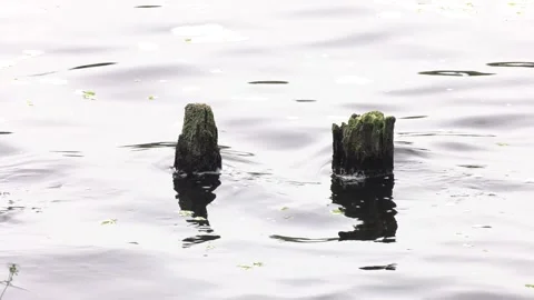 An old pier. Logs stick out of the water. Video stock 101481998