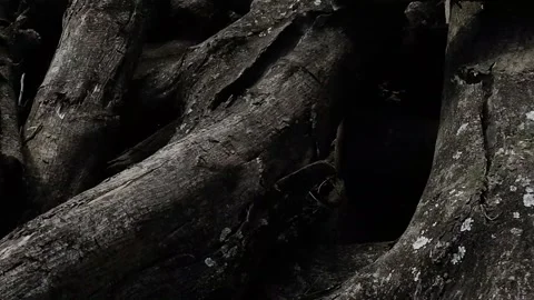 The old pile of logs Stock Footage 141539989