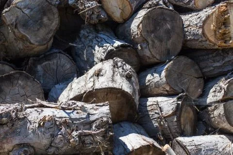 Old pile of logs Stock Photos