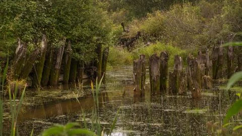 Old Piles 写真素材