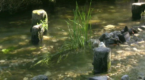 Old piles in small river. Stock Footage 474545