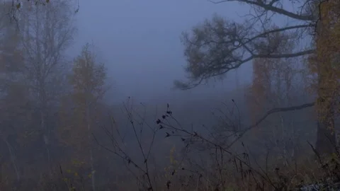 Old pine and the trees in the fog Stock Footage 269446016