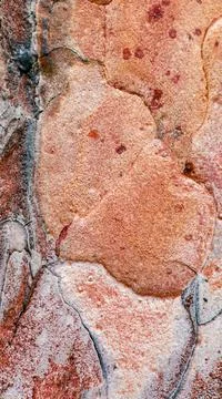 Old pine bark close up. Texture background Stock Photos