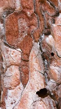 Old pine bark close up. Texture background Stock Photos