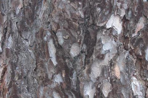 Old pine bark fragment close-up Stock Photos