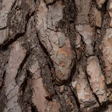 Old pine bark Stock Photos