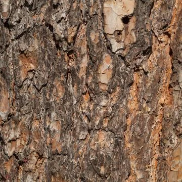 Old pine bark Stock Photos