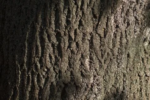 Old pine bark Stock Photos