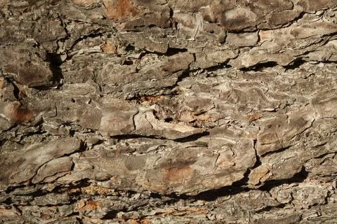 Old pine bark Stock Photos