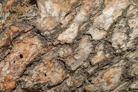 Old pine bark Stock Photos