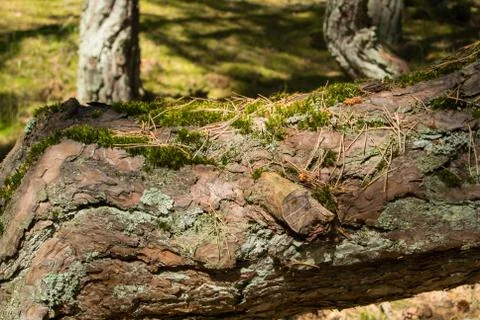 Old pine bark texture covered with moss, a close'up view to a pine trunk in t Stock Photos