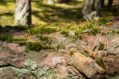 Old pine bark texture covered with moss, a close'up view to a pine trunk in t Stock Photos