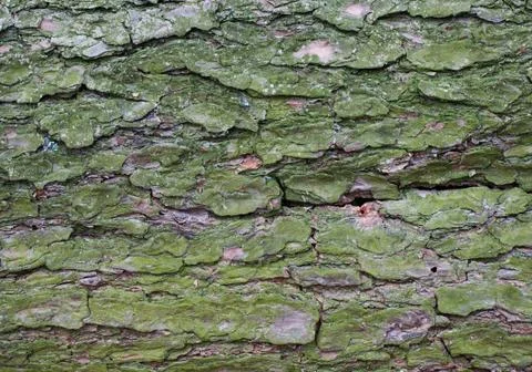 Old pine bark texture Stock Photos