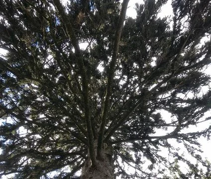 Old pine, bottom view on branches and sky. Stock Photos