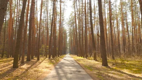 Old pine forest. Beautiful long road. The bright rays of the sun. Time lapse Video stock 119824803