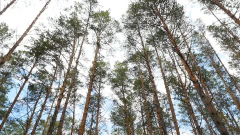 Old pine forest. Beautiful treetops. Blue sky with white clouds. The camera is Stock Footage 119824286