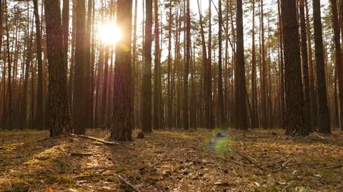 Old pine forest. The bright rays of the sun. Camera movement. Slow motion. Green Stock Footage 119832874