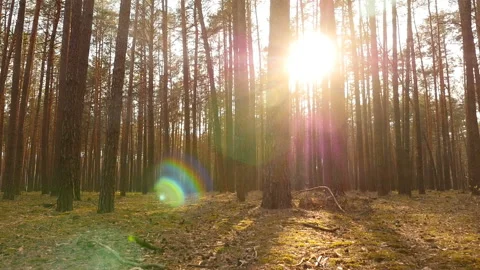 Old pine forest with green moss. Bright sun rays of the sun. The camera is in Stock Footage 119829047
