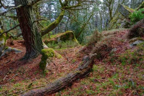Old pine forest in the mountains Stock Photos