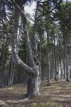 Old pine forest in the mountains Stock-Fotos