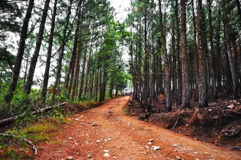 Old pine forest Stock Photos