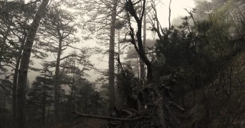 Old pine forest in the spring mountain silhouetted against the dense fog Stock Footage 53563528