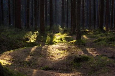 Old pine forest on a sunny spring day Stock-Fotos