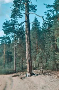 Old pine by the lake Foto stock