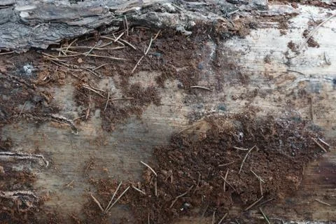 Old pine land needles Foto stock