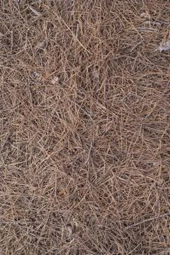 Old pine-needle Stock Photos