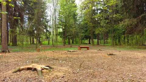 Old pine park in spring Stock-Footage 129815410