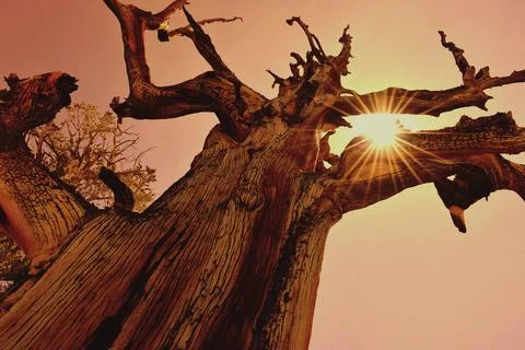 Old pine silhouette within sunset, Ancient Bristlecone Pine Forest natural pa Stock Photos