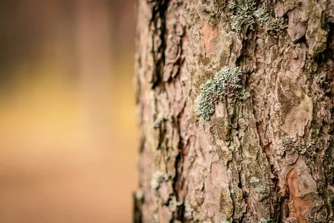 Old pine in the spring forest Stock Photos