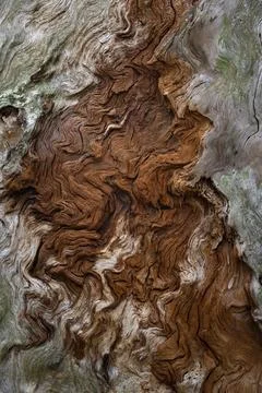 Old pine texture Foto stock