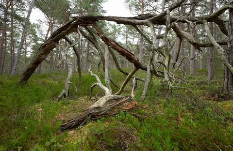 Old pine tree among heather plants in a national park in sweden Stock Photos